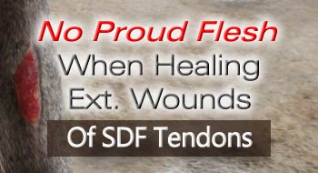 VET-2 Sonotron Heals External Wound On Superficial Digital Flexor Tendon Of Racehorse Without Proud Flesh After Treatment